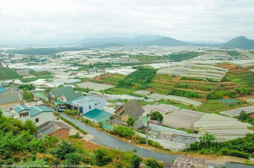 Bạt ngàn nhà kính trồng rau ở đà lạt