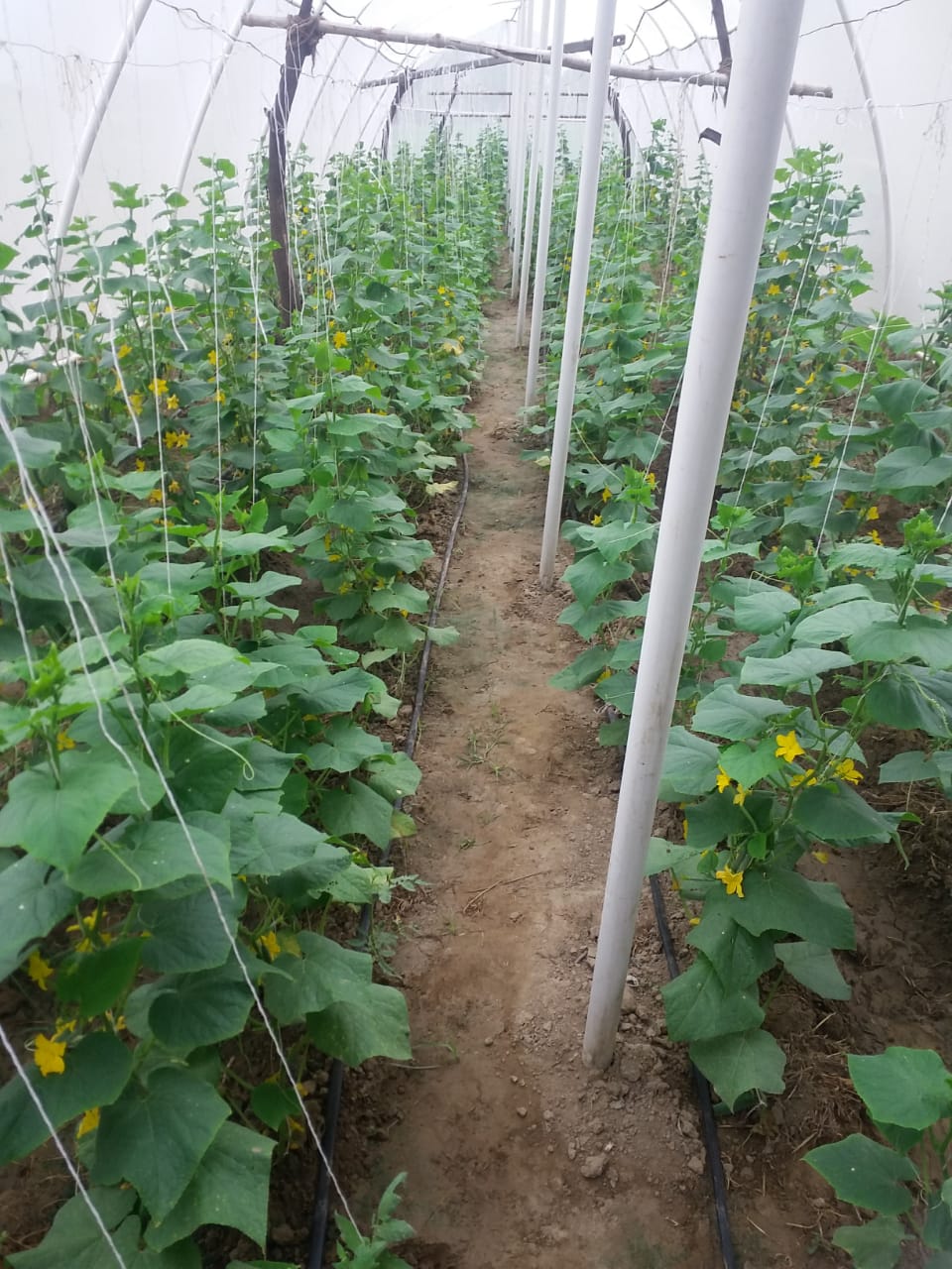 sự khác nhau giữa nhà kính và nhà lưới trong việc bảo vệ cây trồng