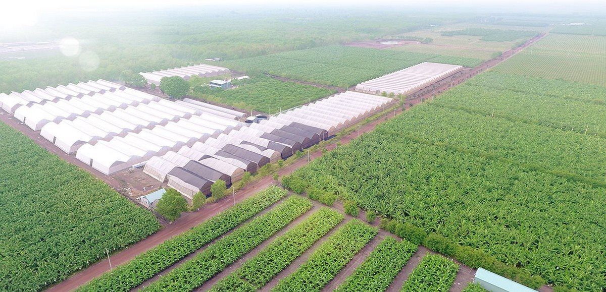 hệ thống nhà kính siêu lớn
