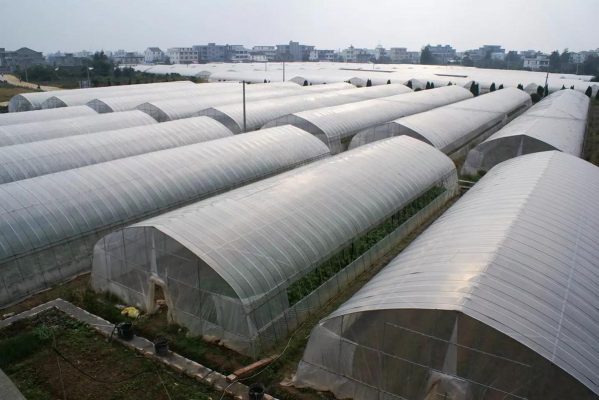 Sự khác nhau giữa nhà lưới và nhà kính trong nông nghiệp