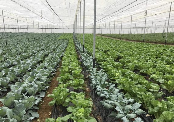Hiệu quả của nhà lưới và nhà kính có gì khác nhau