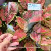 tam mica trong suot 1 Tấm Mica trong suốt chất lượng cao đủ ly - Ảnh 2