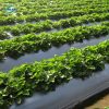 Màng phủ nông nghiệp màu đen chống cỏ dại - Ảnh 5