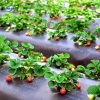 Màng phủ nông nghiệp màu đen chống cỏ dại - Ảnh 6