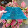 Tấm nhựa lợp mái màu xanh Polycarbonate lấy sáng thông minh - Ảnh 6