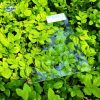 Tấm Poly đặc 3mm lấy sáng thông minh, kháng tia cực tím - Ảnh 6